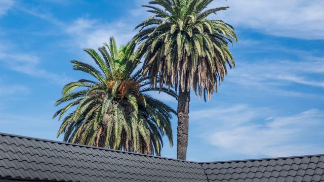 A roof with palm trees against a blue sky.