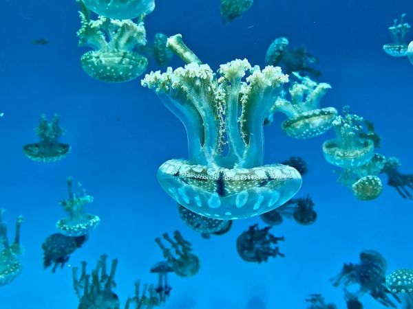 The image shows a group of jellyfish swimming in clear blue water. They appear to be in various sizes and patterns, floating gracefully.